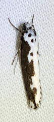 Ethmia semilugens