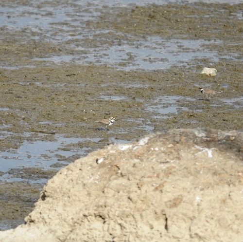 Little Ringed Plover
