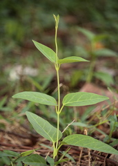 Vincetoxicum indicum