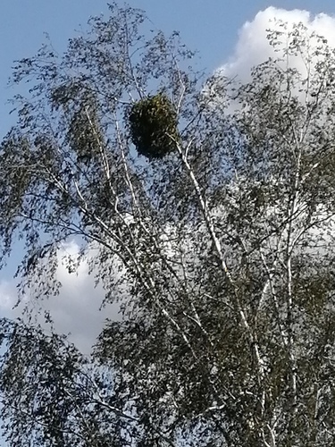 European mistletoe
