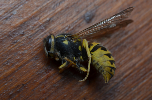 German Yellowjacket