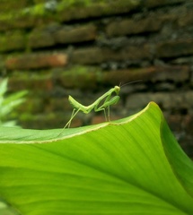 Hierodula patellifera