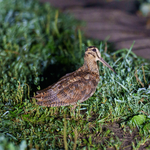Chocha perdiz (Scolopax rusticola)