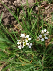 Cochlearia officinalis
