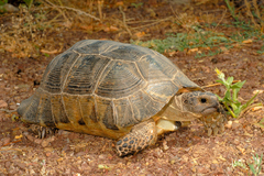 Marginated Tortoise photo 3