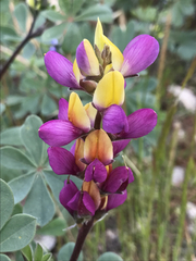 Lupinus stiversii