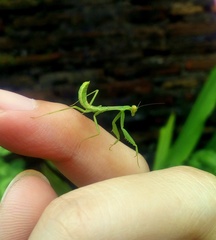 Hierodula patellifera