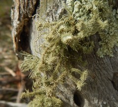 Usnea scabrida