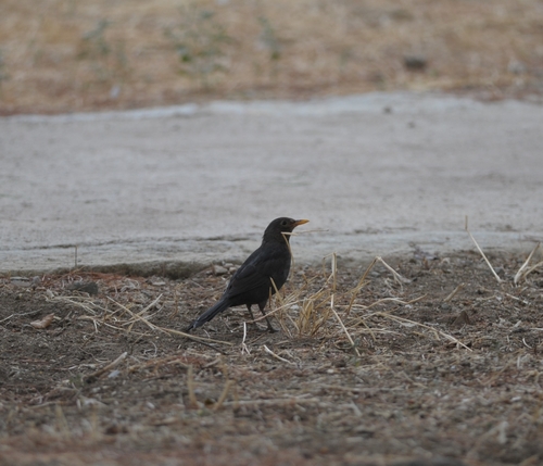 Eurasian Blackbird