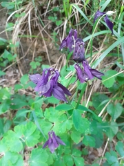 Aquilegia atrata