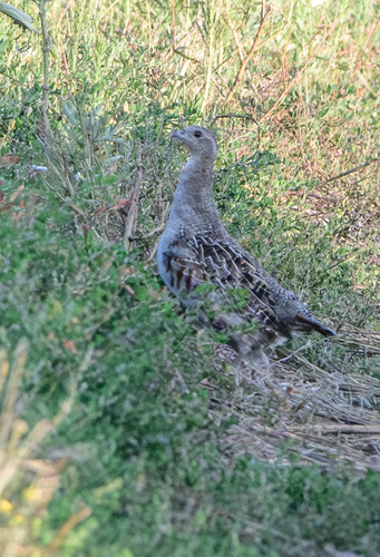 Gray Partridge
