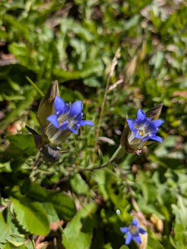 Gentiana parryi, photograph 3