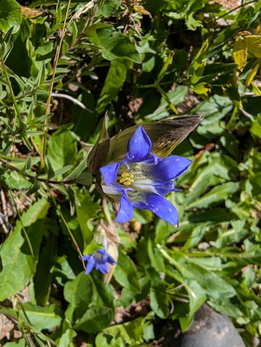 Gentiana parryi, photograph 4