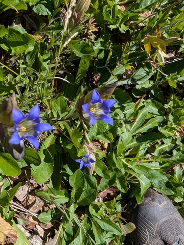 Gentiana parryi, photograph 5