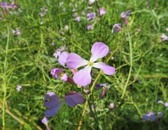 Raphanus sativus raphanistroides