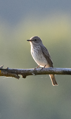 Spotted Flycatcher