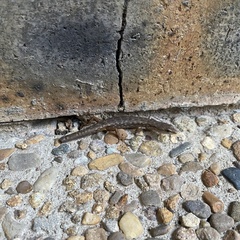 Saproscincus spectabilis