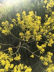 Isatis tinctoria
