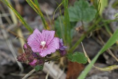 Sidalcea malviflora malviflora