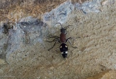 Dolichomutilla sycorax