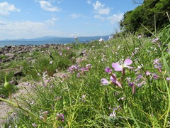 Raphanus sativus raphanistroides