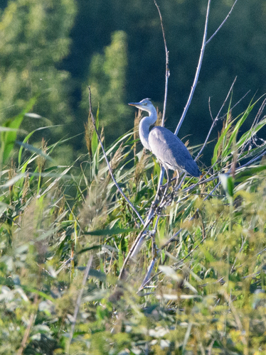 Grey Heron