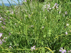 Raphanus sativus raphanistroides