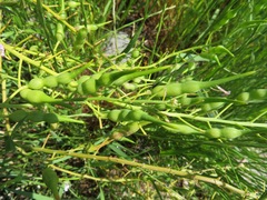 Raphanus sativus raphanistroides