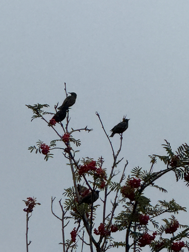 European Starling