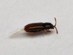 Atomaria linearis