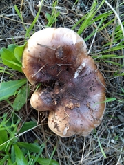 Tricholoma albobrunneum