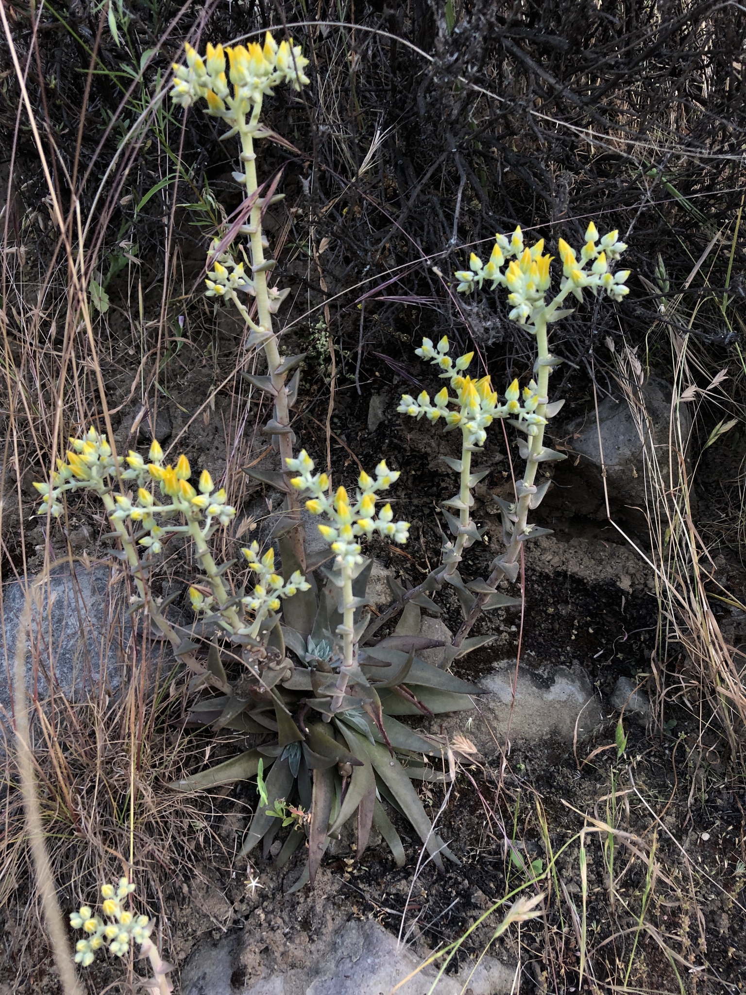 Dudleya cymosa ssp. agourensis