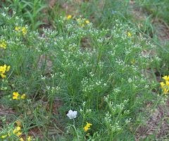 Ammoselinum popei