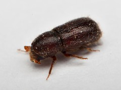 Dryocoetes autographus