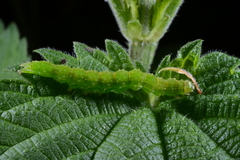 Hypena proboscidalis