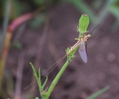 Hexagenia bilineata