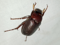 Phyllophaga prununculina