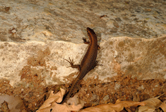 Algyroides moreoticus