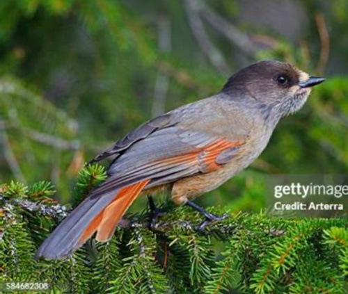 Siberian Jay