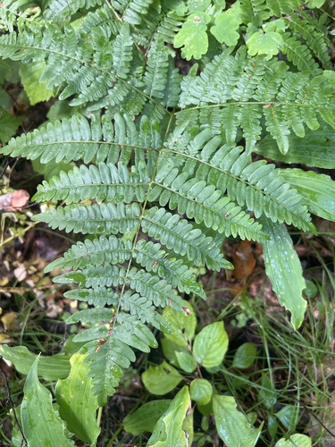 eagle fern