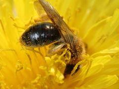 Andrena haemorrhoa