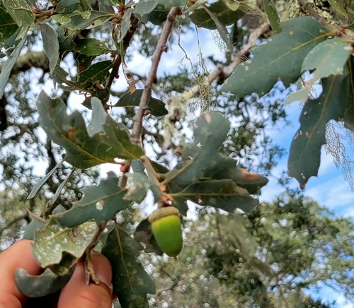 iNaturalist observation photo of Dumosae