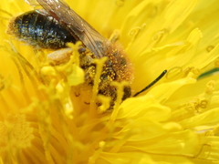 Andrena haemorrhoa