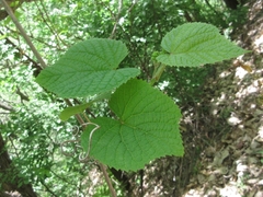 Vitis coignetiae