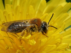 Andrena haemorrhoa