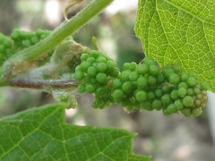 Vitis coignetiae