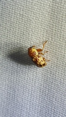 Pachybrachis turbidus