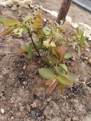 Lonicera caerulea edulis