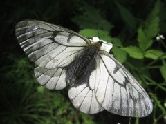 Parnassius stubbendorfii