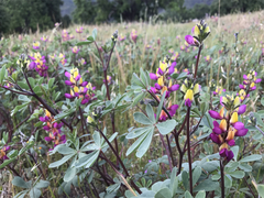 Lupinus stiversii